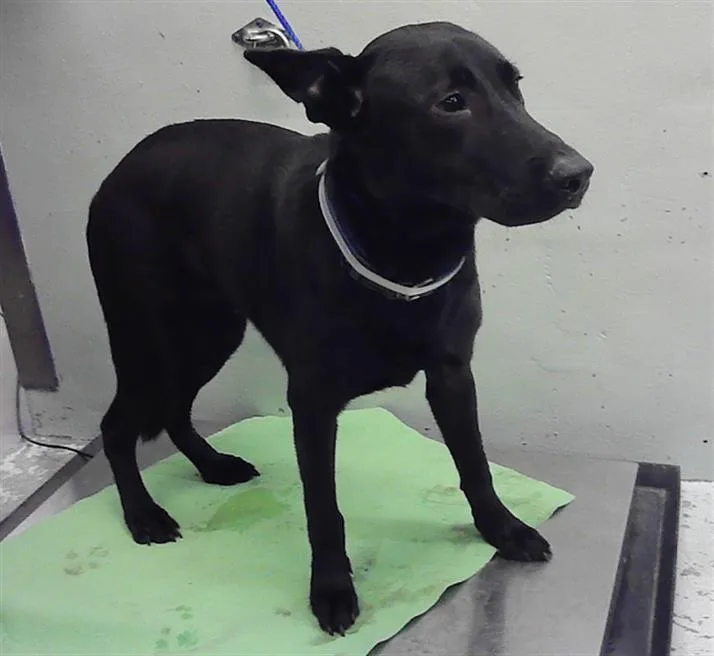 A young large-sized male Staffordshire Bull Terrier dog named Fabian for adoption in Houston, TX