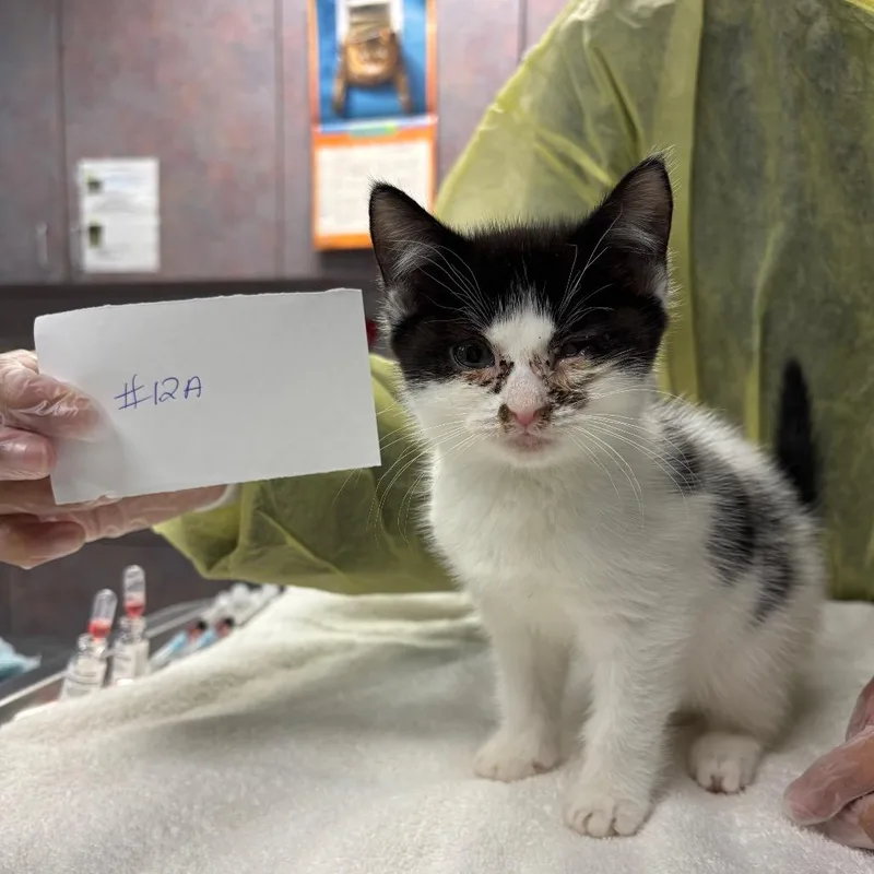 A baby small-sized female Black Domestic Short Hair cat named Vanilla for adoption in Vineland, NJ