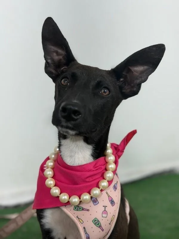 A baby medium-sized female Black Belgian Shepherd / Malinois dog named Cinderella for adoption in Carlsbad, CA