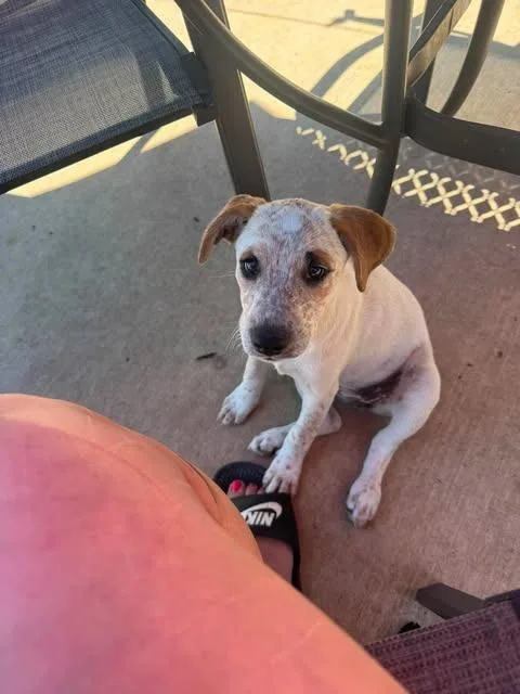 A baby medium-sized female Mixed Breed dog named Fergie for adoption in sun prairie, WI
