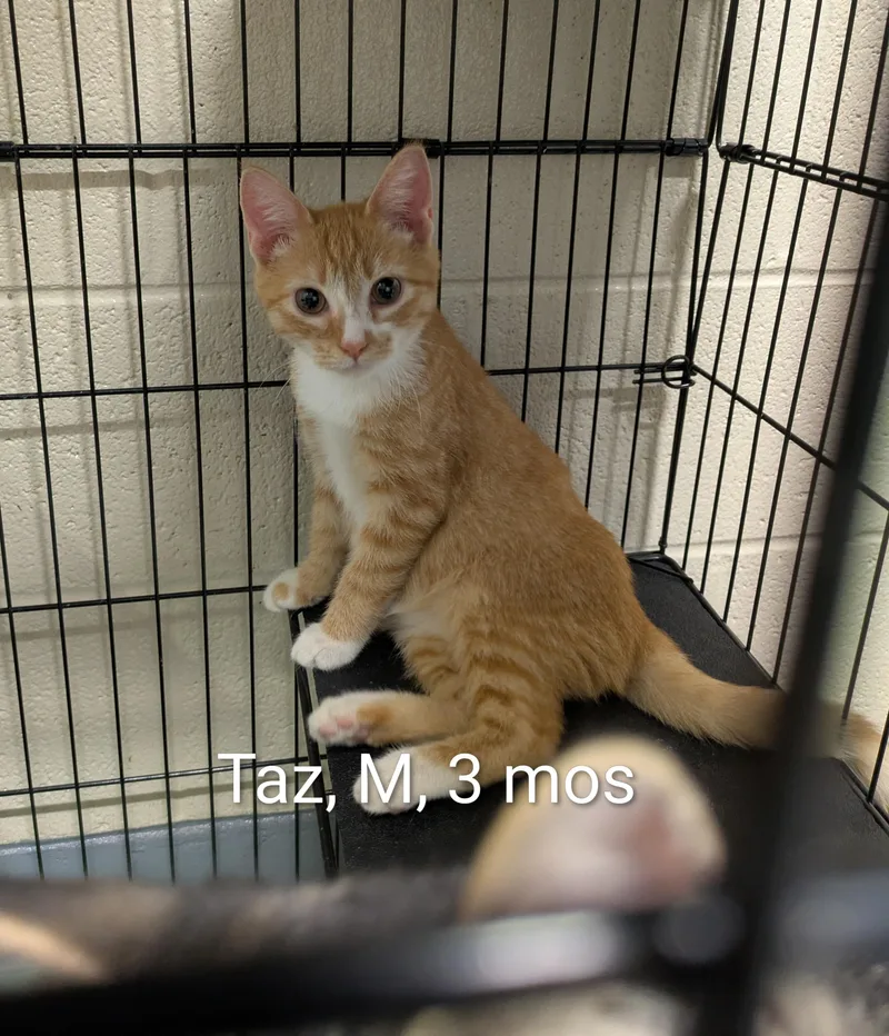 A young small-sized male Orange & White Domestic Short Hair cat named Taz for adoption in Bedford, VA