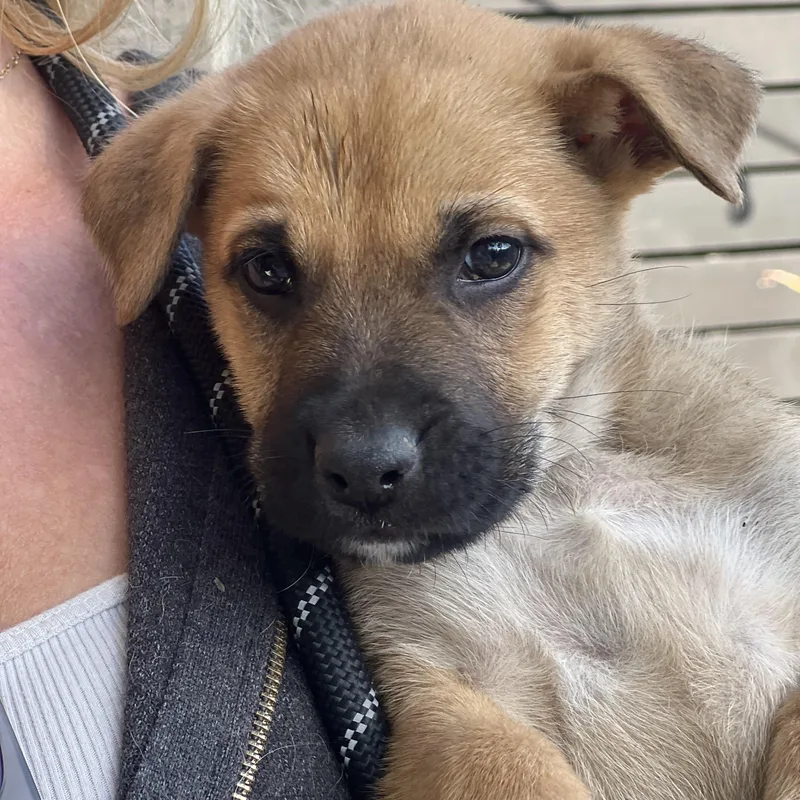 Buddy~ Gentle And Curious thumbnail 2