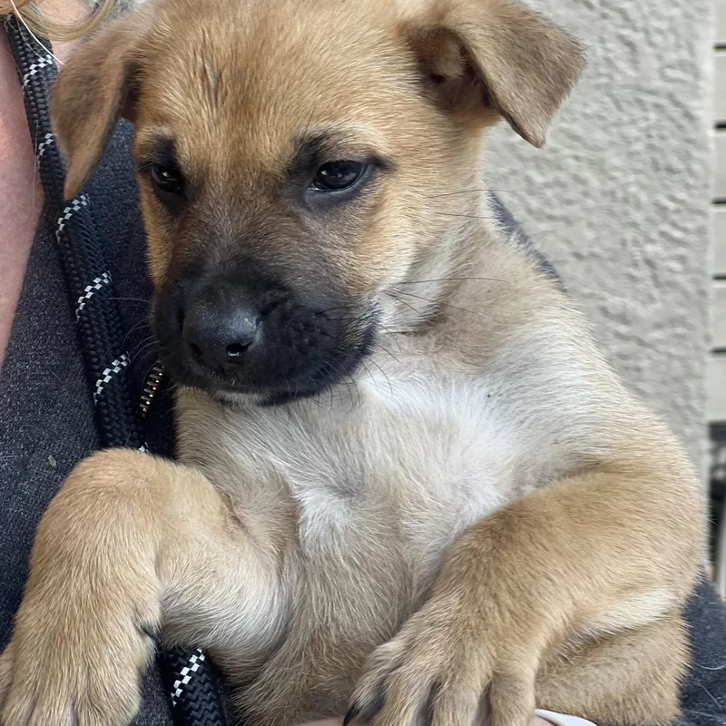 Buddy~ Gentle And Curious thumbnail 3