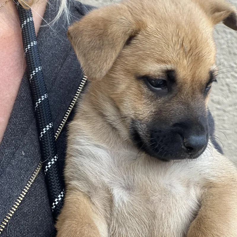 Buddy~ Gentle And Curious thumbnail 4