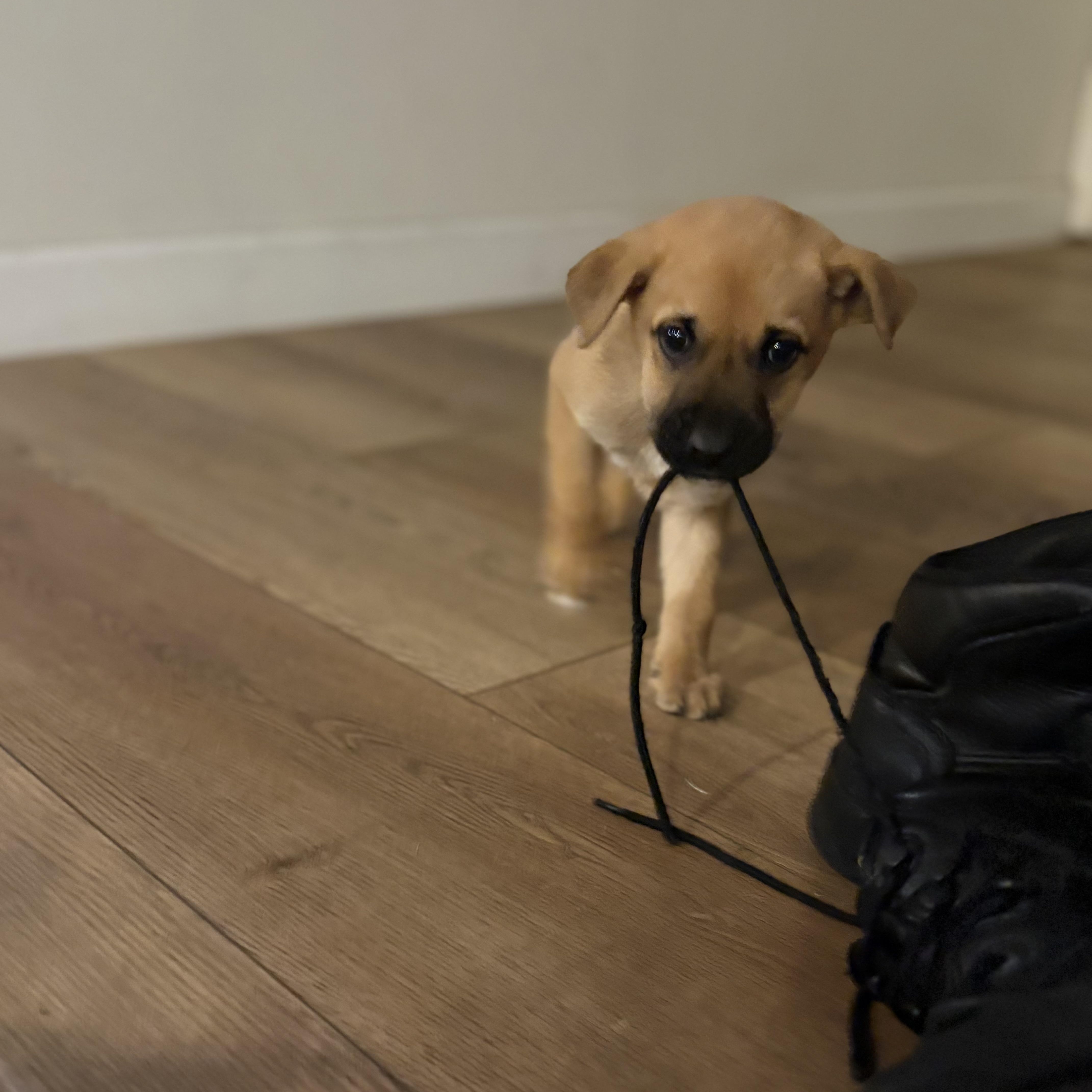 Buddy~ Gentle And Curious thumbnail 5