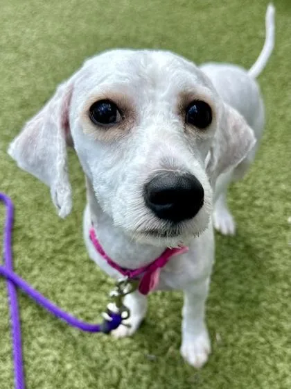 A young small-sized male White / Cream Mixed Breed dog named William for adoption in Wichita, KS