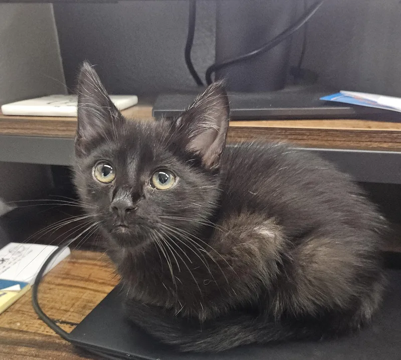 Miso
