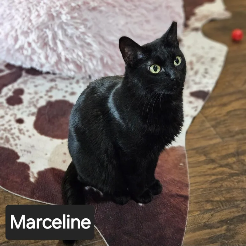 An adult large-sized female Black Domestic Short Hair cat named Marceline for adoption in Nashville, TN