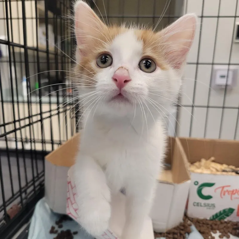A baby small-sized male Orange / Red Domestic Short Hair cat named Michelangelo for adoption in Westminster, CA