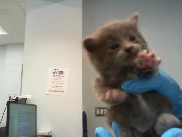 A baby small-sized male Domestic Short Hair cat named Jasper for adoption in Charlotte, NC