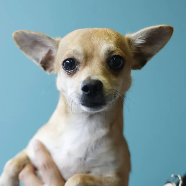 An adult small-sized male Chihuahua dog named Peanut for adoption in San Antonio, TX