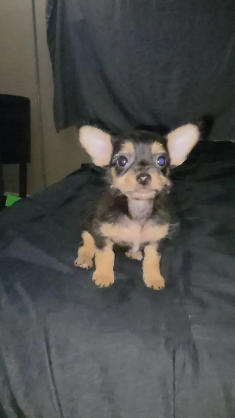 A baby small-sized female Chihuahua dog named Mochi for adoption in Gainesville, VA