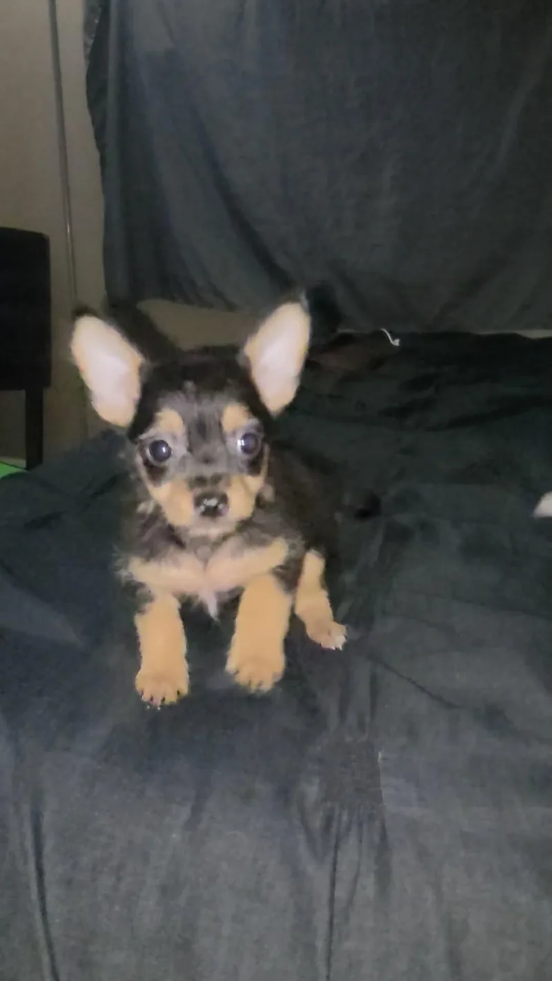 Mochi thumbnail 2