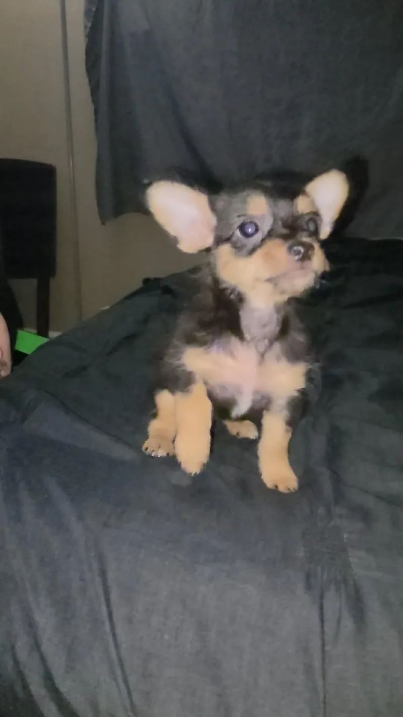 Mochi thumbnail 3