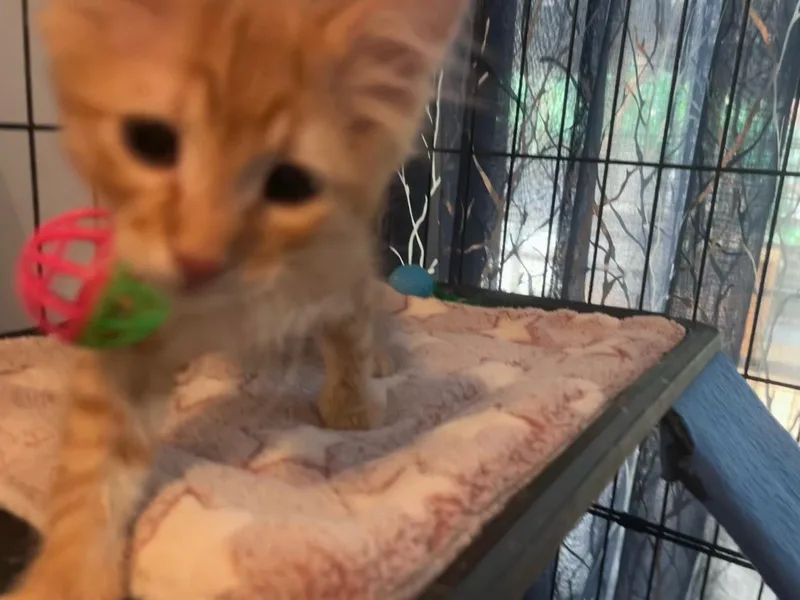 A baby medium-sized male Domestic Short Hair cat named Capone for adoption in Lincoln, CA