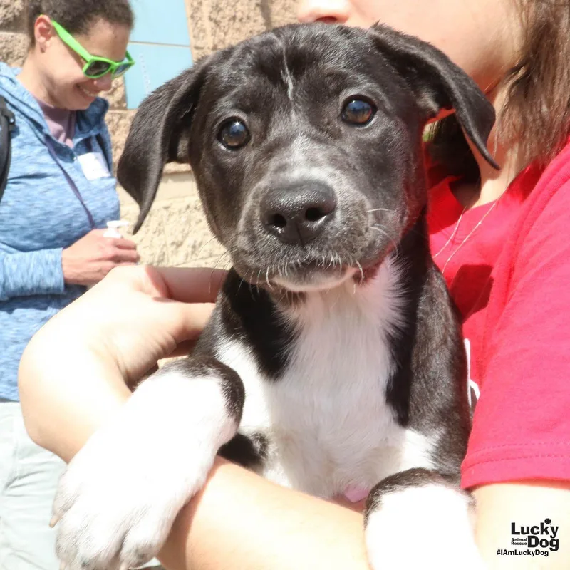 A baby large-sized female Shepherd dog named Annie for adoption in Washington, DC