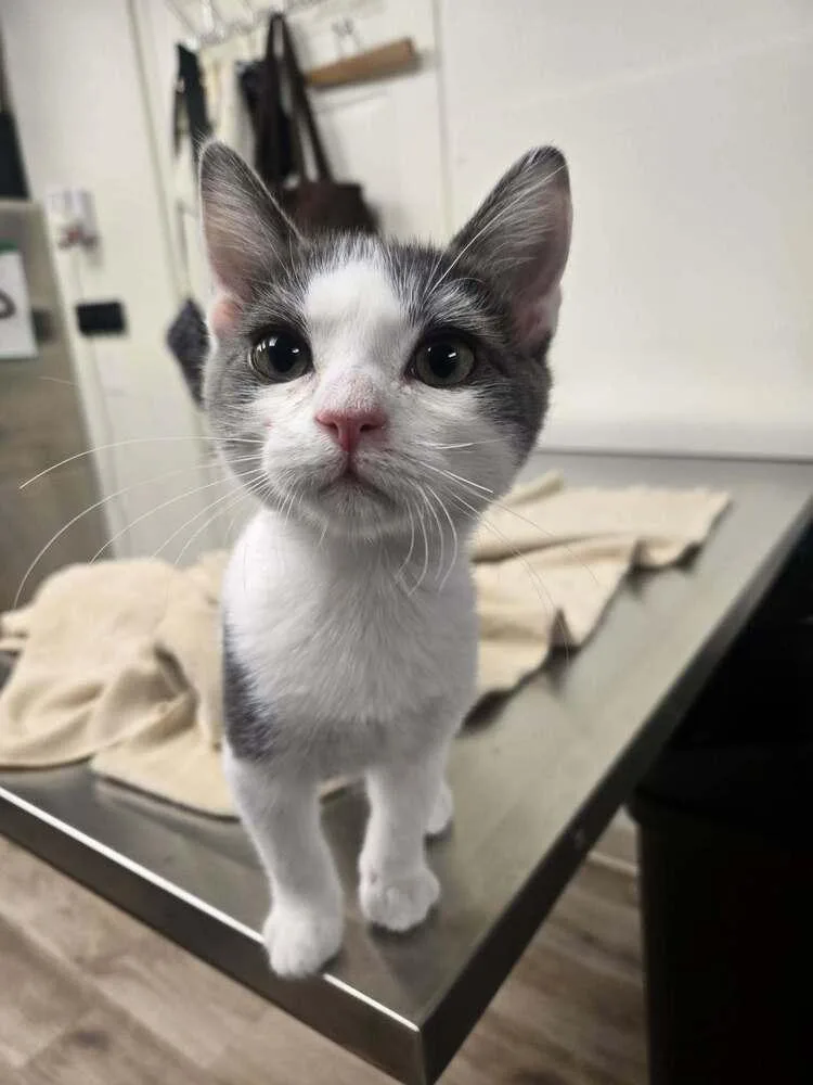 A baby medium-sized male Domestic Short Hair cat named Hollywood for adoption in tucson, AZ