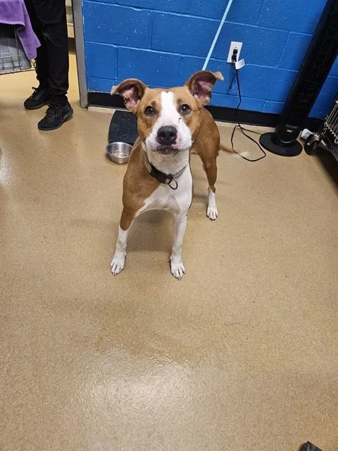 A young medium-sized female Pit Bull Terrier dog named Rousey for adoption in Saint Peters, MO