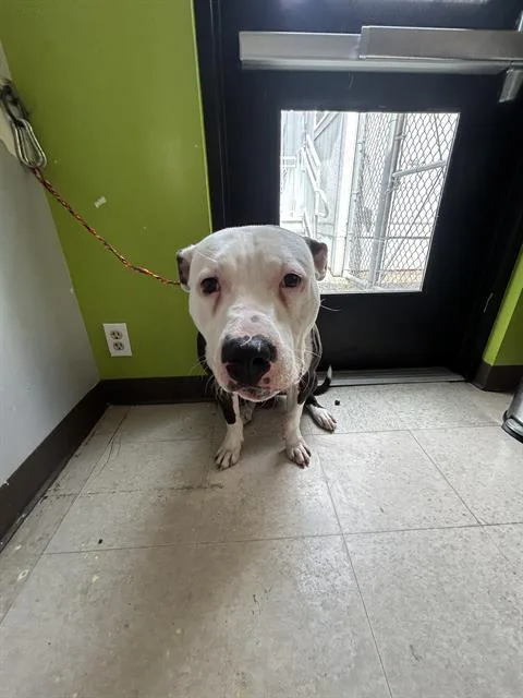 A young large-sized male Pit Bull Terrier dog named Fritos for adoption in Kent, WA