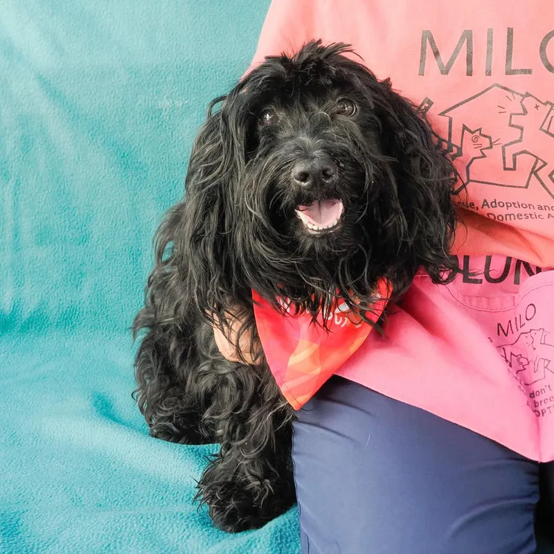 Cosmo thumbnail 5