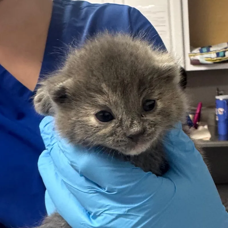 A baby small-sized female Gray / Blue / Silver Domestic Short Hair cat named Toadette for adoption in Greenville, SC