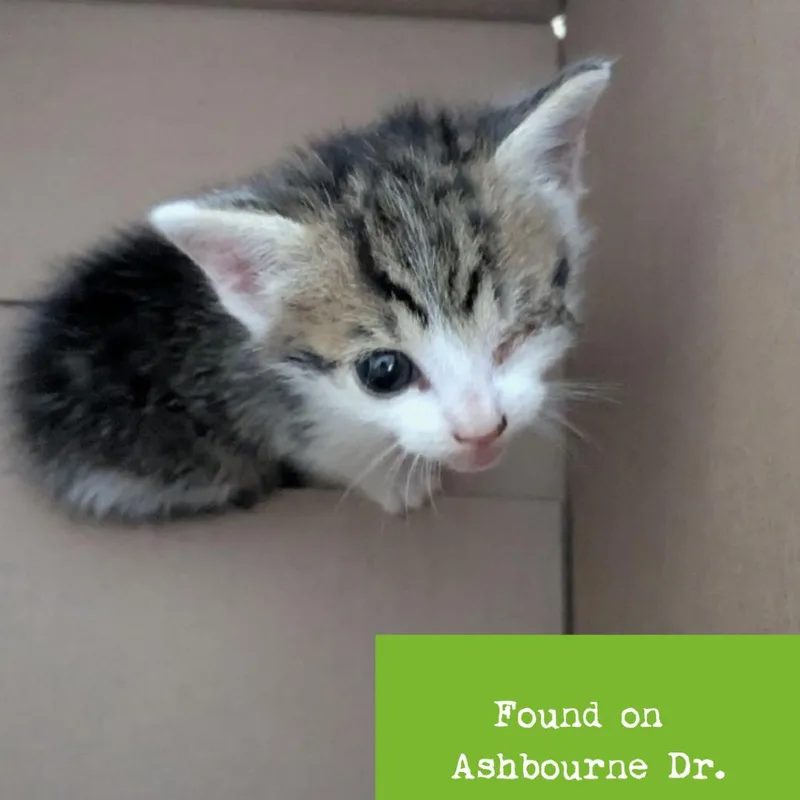 A baby small-sized female Gray / Blue / Silver Domestic Short Hair cat named Spud for adoption in Roanoke, VA