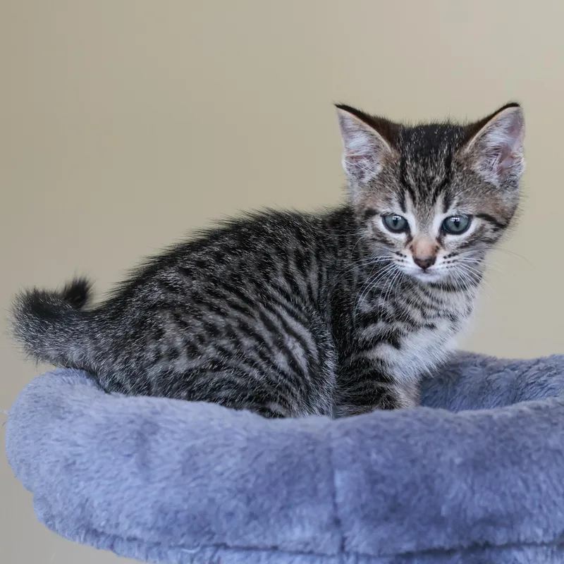 A baby medium-sized male Domestic Short Hair cat named Baxter for adoption in St. Ignace, MI