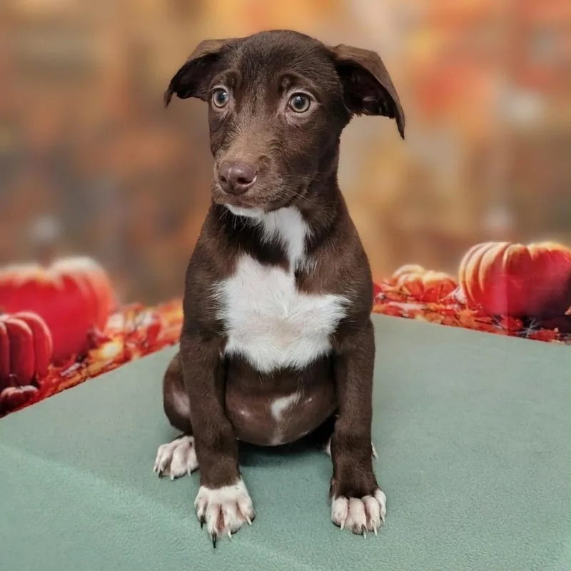 A baby medium-sized female Brown / Chocolate Retriever dog named Iris for adoption in Griswold, CT