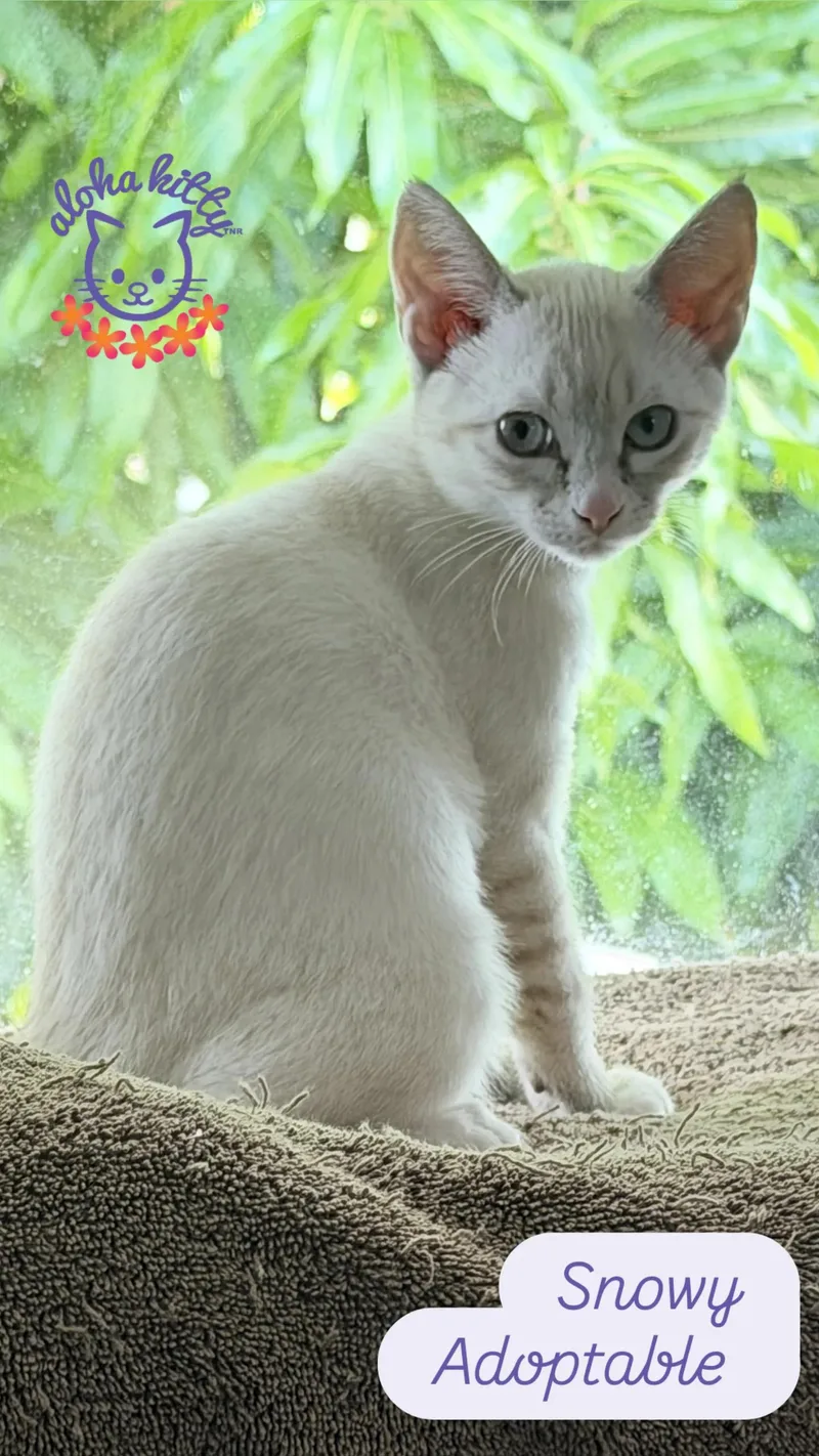 A young medium-sized female Lilac Point Domestic Short Hair cat named Snowy for adoption in Honolulu, HI