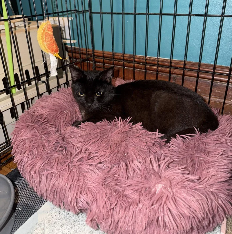 A young medium-sized male Domestic Short Hair cat named Gus for adoption in Brooklyn, NY