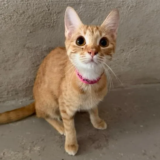 A young small-sized female Orange / Red Domestic Short Hair cat named Deena for adoption in Laredo, TX