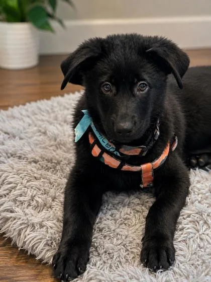 A baby small-sized male German Shepherd Dog dog named Trailblazer for adoption in New Orleans, LA