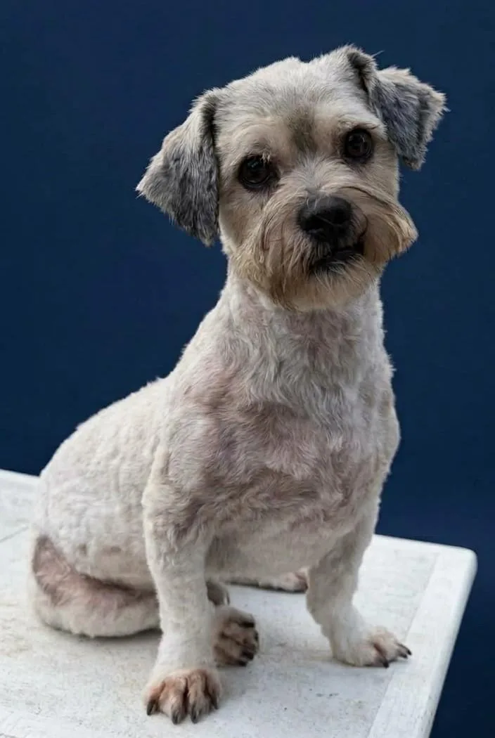 A young small-sized male Apricot / Beige Lhasa Apso dog named Paul for adoption in Olympia, WA