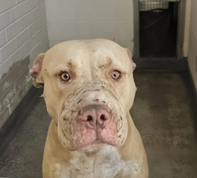 An adult large-sized male Pit Bull Terrier dog named Twinkie for adoption in Los Angeles, CA