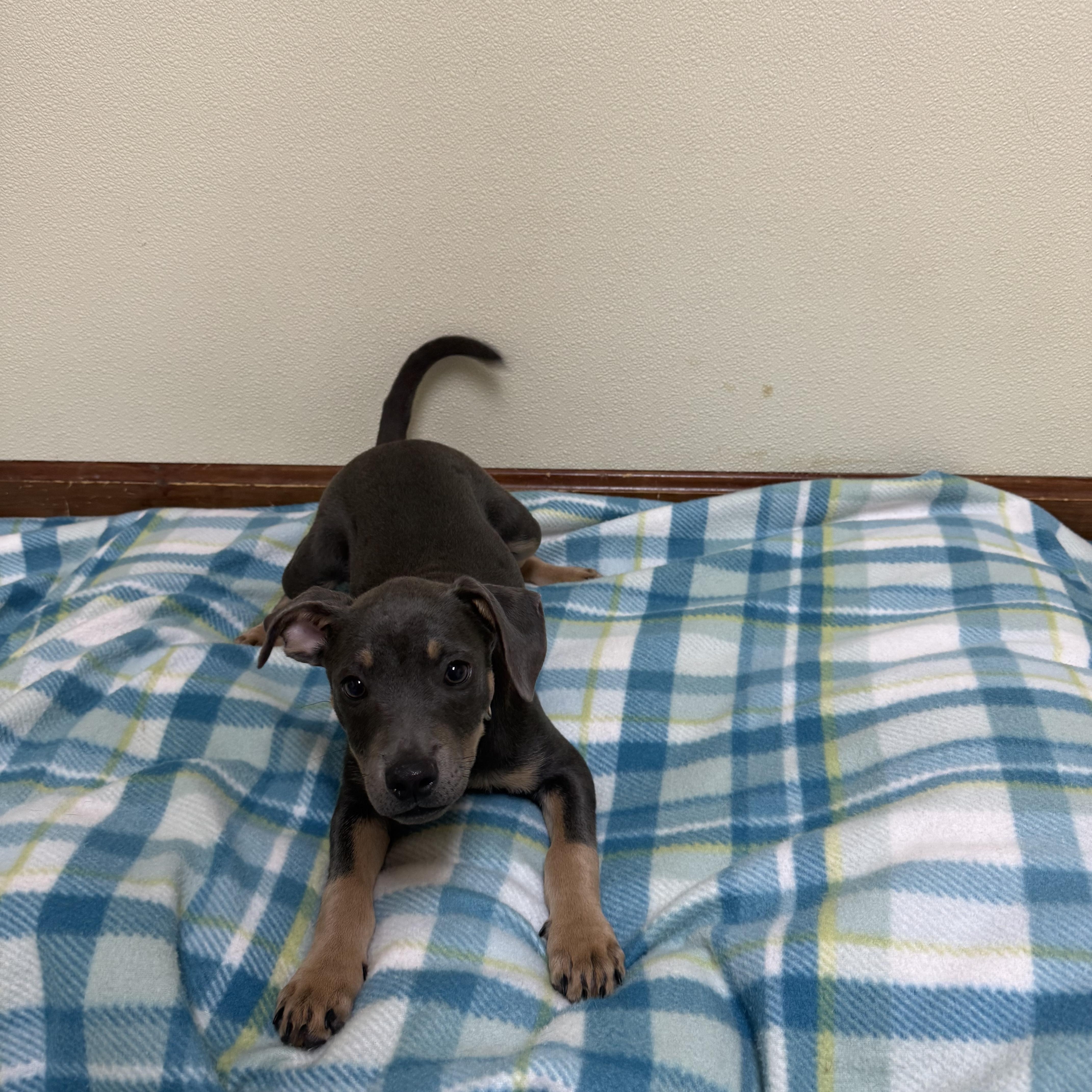 A baby medium-sized female Gray / Blue / Silver Terrier dog named Willow for adoption in Douglas, MA