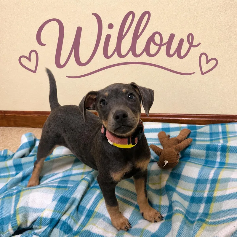 Willow thumbnail 2