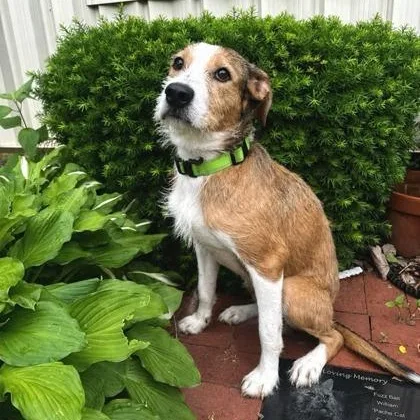 An adult medium-sized male Tricolor (Brown, Black, & White) Mixed Breed dog named Steve for adoption in Quincy, IL
