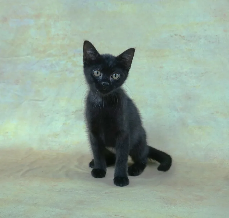 A baby medium-sized female Brown / Chocolate Siamese cat named Latte  Siamese In for adoption in Plano, TX