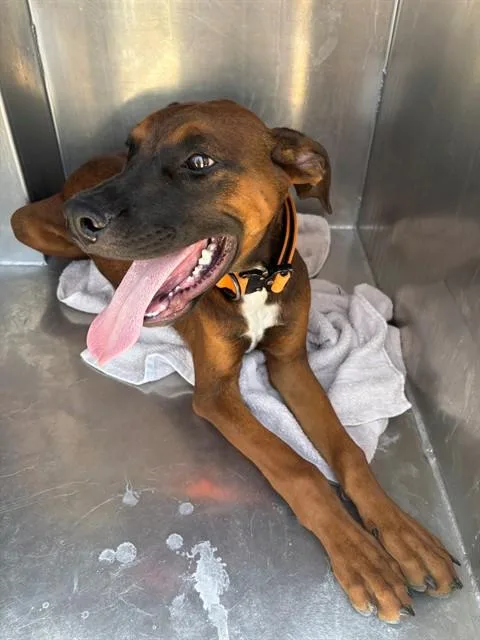 A baby large-sized male Black Mouth Cur dog named Kovu for adoption in Forney, TX
