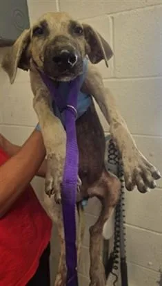 A baby small-sized male German Shepherd Dog dog named Georgie for adoption in San Bernardino, CA