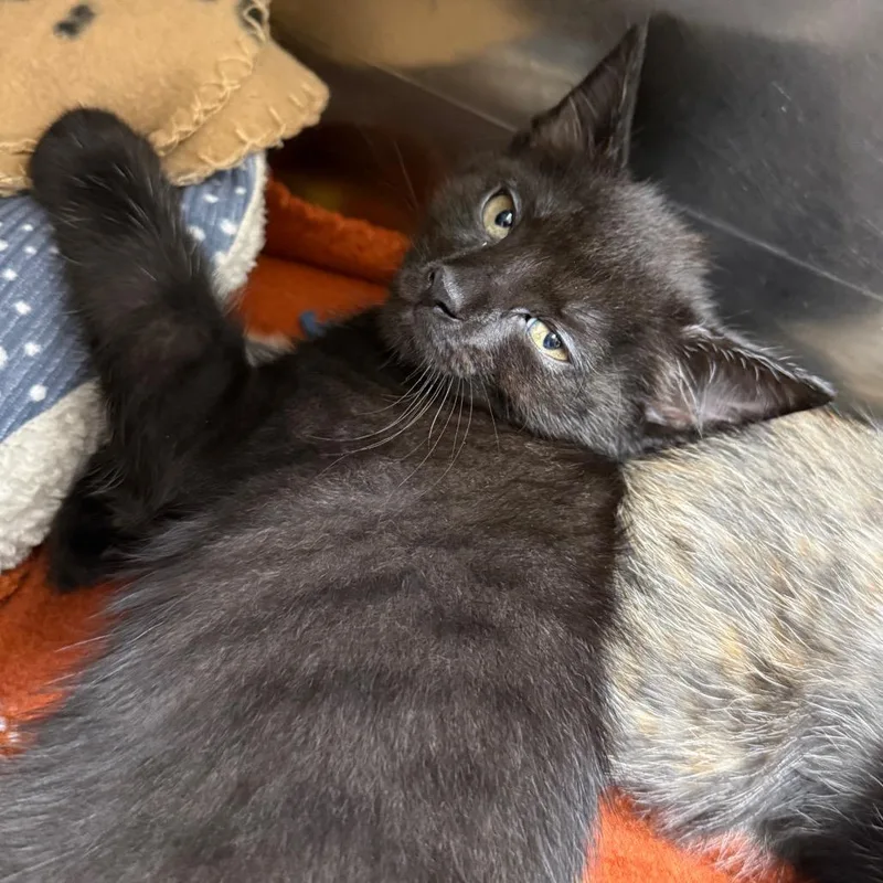 A baby small-sized male Black Domestic Short Hair cat named Ulyssis S GrantBlue for adoption in Newport, TN
