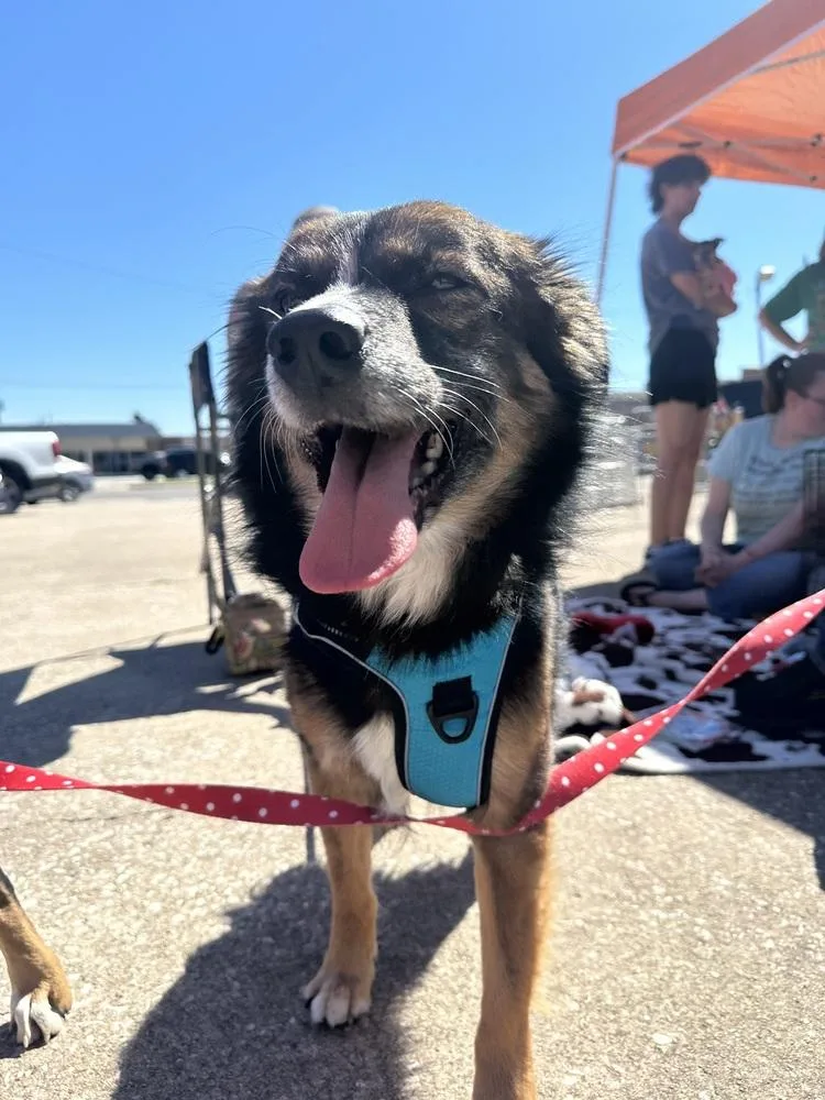 A senior medium-sized male Black Australian Shepherd dog named Mason for adoption in Shawnee, OK