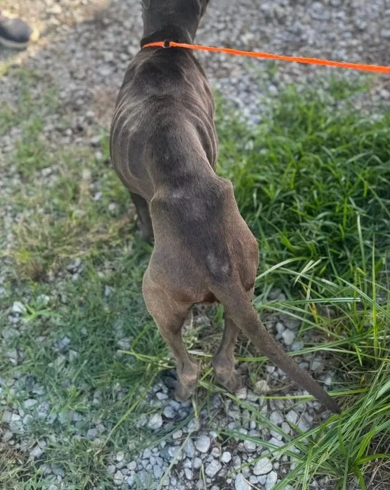 A young large-sized female Gray / Blue / Silver Pit Bull Terrier dog named DiDi for adoption in TULSA, OK