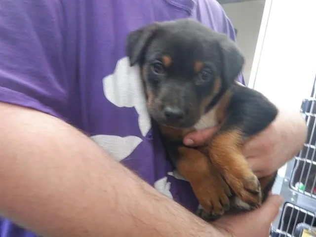 Louie