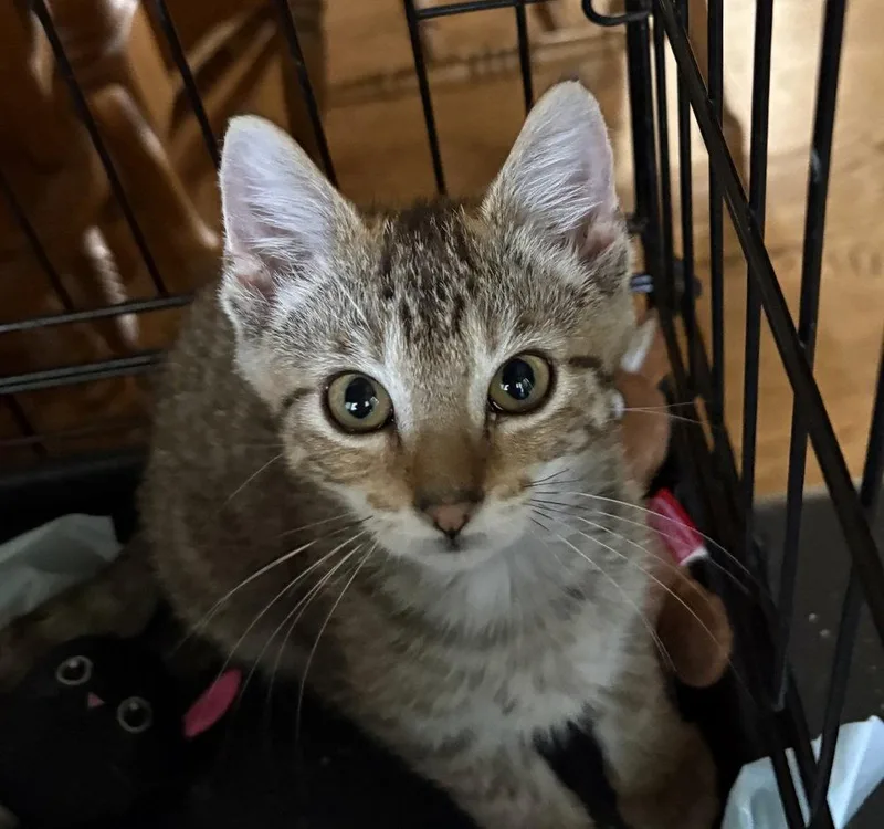 A baby small-sized female Domestic Short Hair cat named Raven for adoption in O'Fallon, MO
