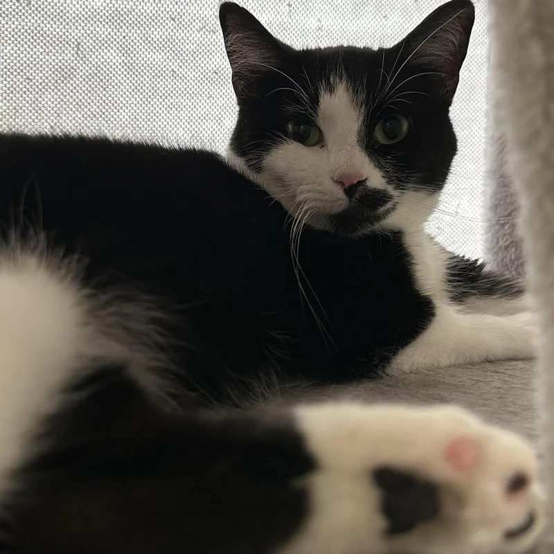 A young medium-sized female Black Domestic Short Hair cat named Snickerdoodle for adoption in Fort Worth, TX