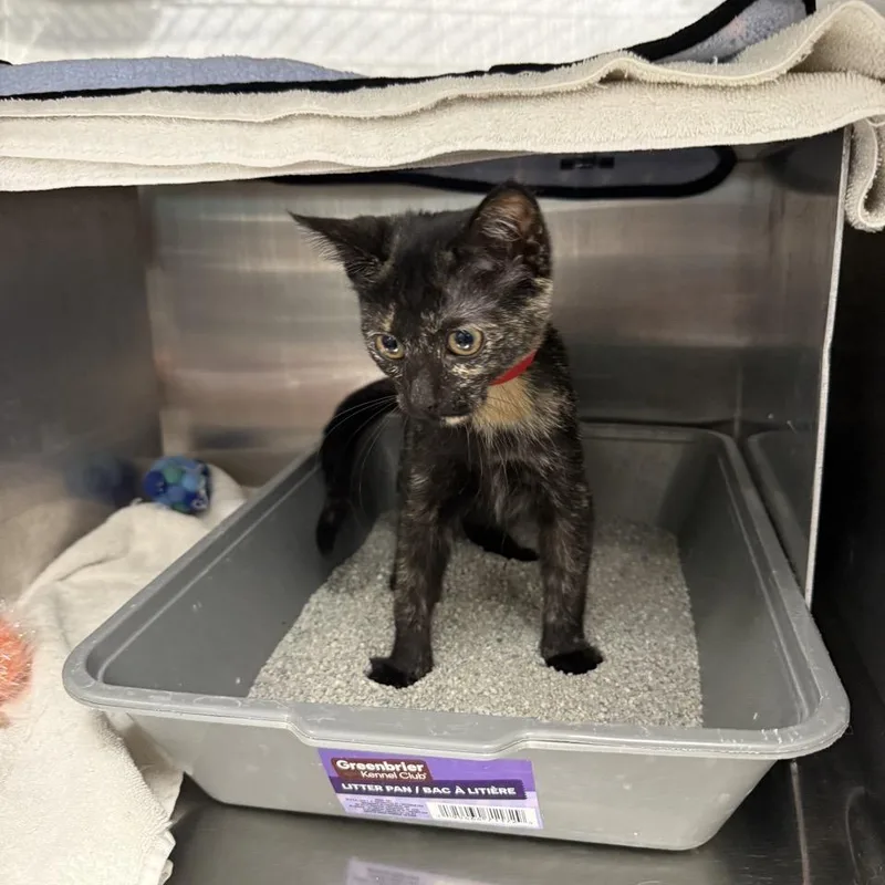 A baby small-sized female Tortoiseshell Domestic Short Hair cat named Sage for adoption in Hamburg, NY