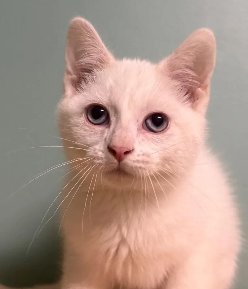 A baby medium-sized female Flame Point Domestic Short Hair cat named Hannah for adoption in Amery, WI