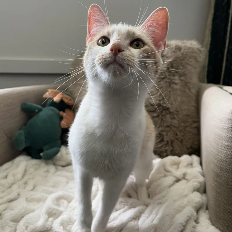 An adult medium-sized female Orange & White Domestic Short Hair cat named Patio for adoption in Columbus, OH