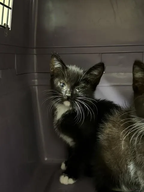 A baby small-sized female Domestic Short Hair cat named Joan J for adoption in Santa Maria, CA